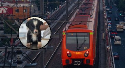 ¡Héroes bajo tierra! Así rescatan a los perritos que caen a las vías del Metro de la CDMX