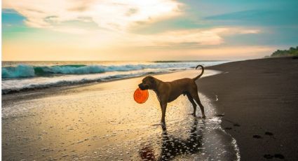 Vacaciones de verano: las playas pet friendly para disfrutar cerca de CDMX