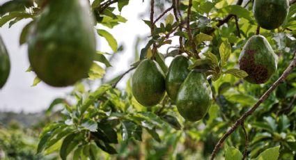 Así serán los recorridos guiados entre campos de aguacate que tendrá el Edomex