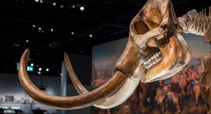 Vuelve el museo para ver restos de mamuts con entrada GRATIS en el Edomex