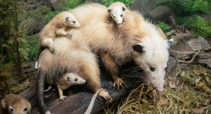 El Tlacuache, la leyenda del animalito que ayudó a descubrir el fuego como sacrificio