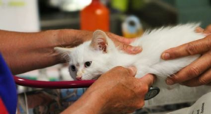 ¡No los dejaron solos! Voluntarios salvan a más de 50 gatos después de los terremotos en Venezuela