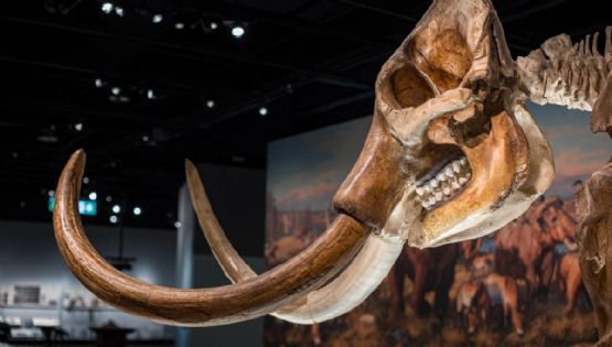 Vuelve el museo para ver restos de mamuts con entrada GRATIS en el Edomex
