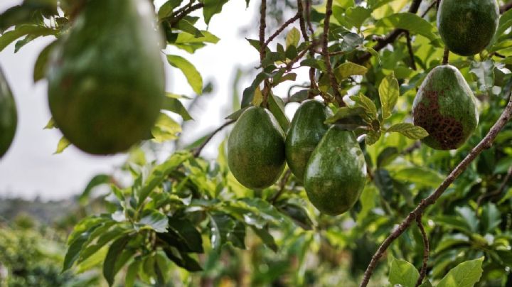 Así serán los recorridos guiados entre campos de aguacate que tendrá el Edomex