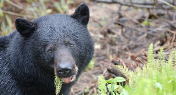 ¡El hogar del oso negro! El parque ecológico de Nuevo León donde puedes conocer a esta especie