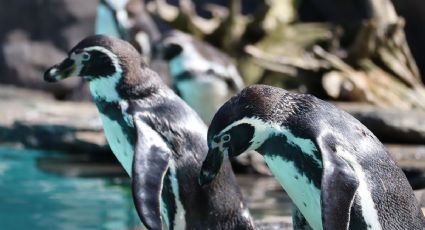 Guía y costos 2026: Cómo visitar el Acuario de Veracruz y conocer a los pingüinos