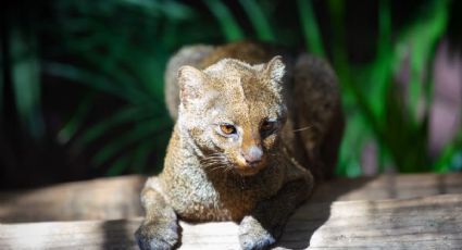 ¡La naturaleza lo esperaba! Yaguarundí recupera su libertad tras ser rescatado en Oaxaca