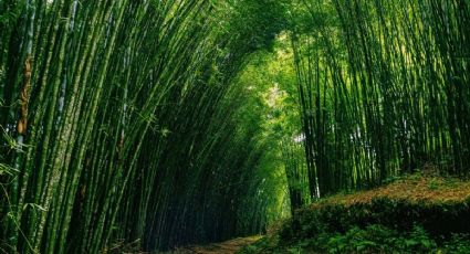 ¿Cómo en Japón? Conoce el bosque de bambú en un Pueblo Mágico de Puebla