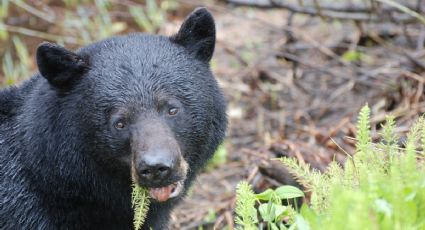 ¡El hogar del oso negro! El parque ecológico de Nuevo León donde puedes conocer a esta especie
