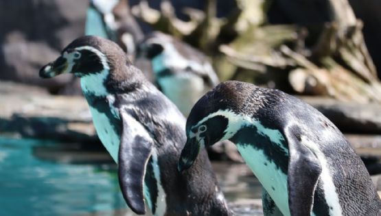 Guía y costos 2026: Cómo visitar el Acuario de Veracruz y conocer a los pingüinos