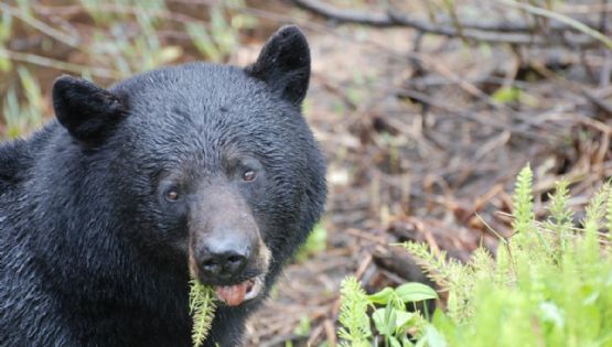 ¡El hogar del oso negro! El parque ecológico de Nuevo León donde puedes conocer a esta especie