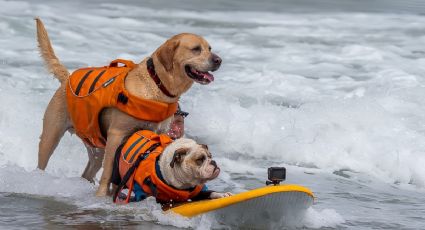 ¡Nacieron para las olas! Perritos demuestran su talento en un emocionante concurso de surf