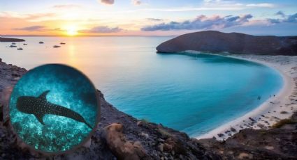 La bahía poco conocida que abre un camino en el mar y es perfecta para avistar tiburón ballena