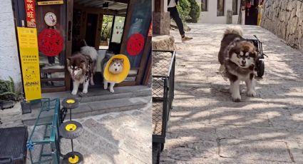 ¡Un botones de cuatro patas! Husky enamora a los huéspedes al ayudar con las maletas