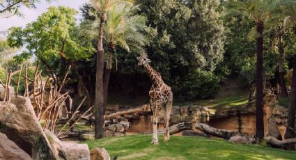 El pueblito cerca de la CDMX con el safari más grande de México y comida tradicional otomí