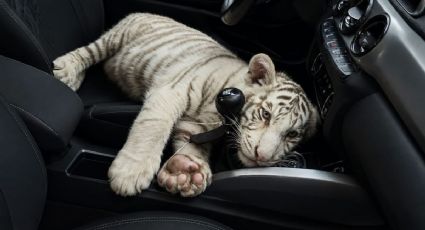 ¡Un lindo gatito! Rescatan a una cría de tigre de Bengala blanco en Iztapalapa