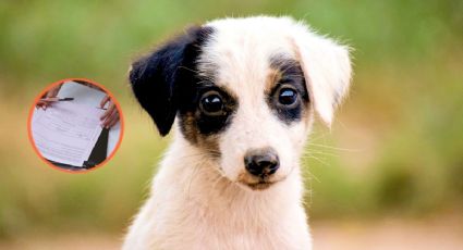 ¿Viajas con tu mascota de EU a México? Este es el nuevo documento que debes llevar desde agosto