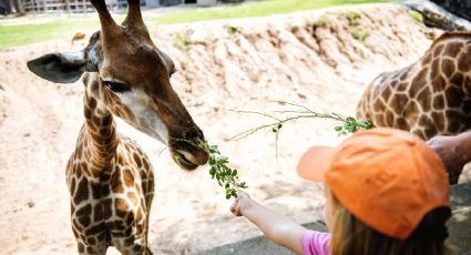 El zoológico de Morelia con tirolesa, dulces típicos y actividades para disfrutar en familia