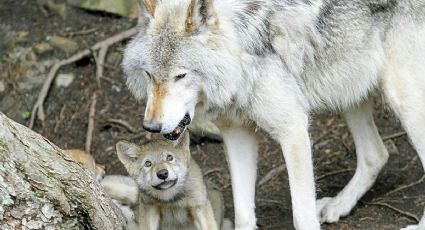 Día del Lobo: Los lugares de México donde habitan estas especies