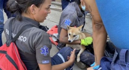 ¡Todas las vidas cuentan! Así fue el rescate de mascotas tras el sismo en Colombia