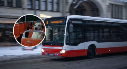 ¡El amigo que nunca abandona! Perrito acompaña a su dueño en cada viaje en autobús