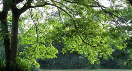 El bosque de Morelos con árboles de más de 250 años de vida para visitar en vacaciones