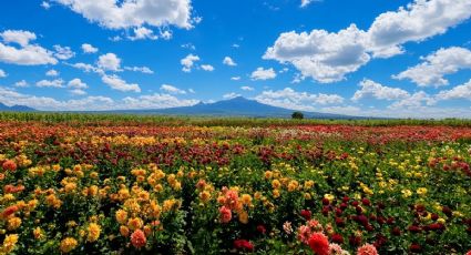 El jardín gigante de dalias cerca de un Pueblo Mágico para una escapada romántica