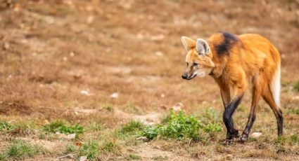 ¡Parece de otro mundo! Así fue el encuentro con un aguará guazú en el Pantanal
