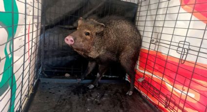 ¿Salvaron a Pumba? Así fue el rescate de un jabalí salvaje en Aguascalientes