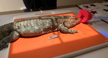 Zoológico de San Francisco cautiva las redes con el cuidado de sus animales