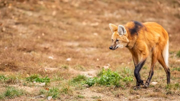 ¡Parece de otro mundo! Así fue el encuentro con un aguará guazú en el Pantanal