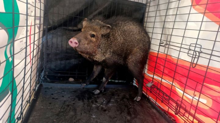¿Salvaron a Pumba? Así fue el rescate de un jabalí salvaje en Aguascalientes