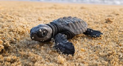 ¡Un espectáculo de la naturaleza! Más de 31 mil tortugas llegan a desovar a Oaxaca