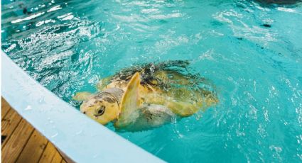 ¡Una viajera inesperada! Rhossi, la tortuga que cruzó el Atlántico hasta llegar a Gales