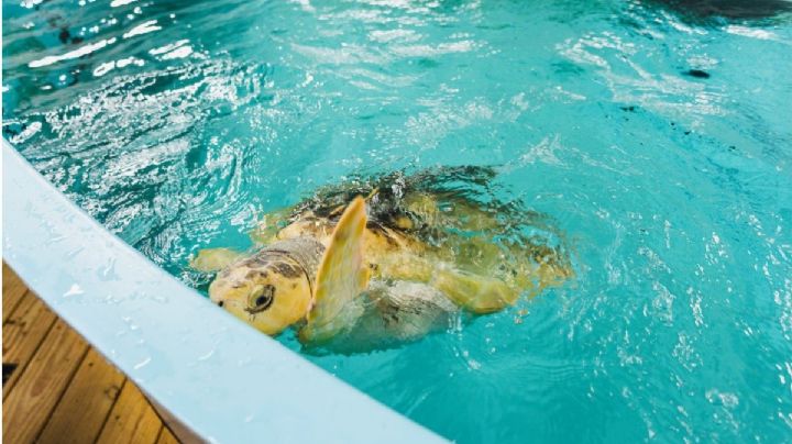 ¡Una viajera inesperada! Rhossi, la tortuga que cruzó el Atlántico hasta llegar a Gales