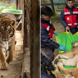 ¡Adiós a las jaulas! 30 leones y tigres dejaron Argentina rumbo a una nueva vida