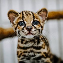 ¡Un pequeño felino está a salvo! Rescatan a un tigrillo en un domicilio de Oaxaca
