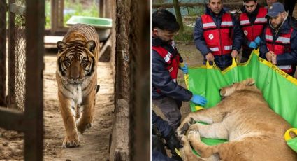 ¡Adiós a las jaulas! 30 leones y tigres dejaron Argentina rumbo a una nueva vida