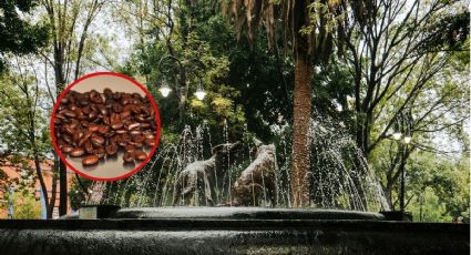 Coyoacán se prepara para la Feria Artesanal del Café y Chocolate 2026: cuándo y dónde