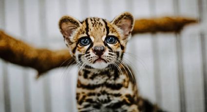 ¡Un pequeño felino está a salvo! Rescatan a un tigrillo en un domicilio de Oaxaca