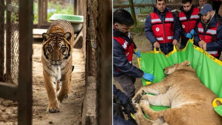 ¡Adiós a las jaulas! 30 leones y tigres dejaron Argentina rumbo a una nueva vida