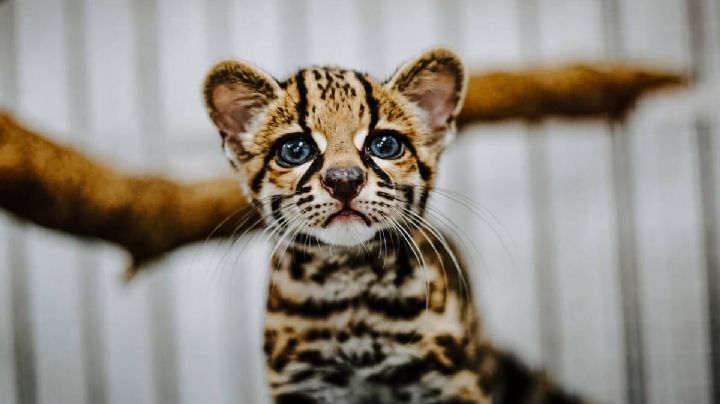 ¡Un pequeño felino está a salvo! Rescatan a un tigrillo en un domicilio de Oaxaca