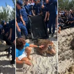 ¡De vuelta a casa! Timmy, la tortuga que regresó al Atlántico tras ser rehabilitada en EU