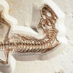 ¡Parecía un monstruo! Hallan Mastodonsaurus de 240 millones de años y casi 6 metros
