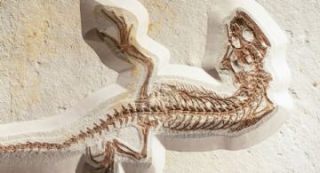 ¡Parecía un monstruo! Hallan Mastodonsaurus de 240 millones de años y casi 6 metros