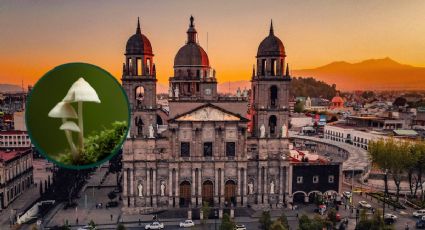 ¿Cómo llegar al Festival del Bosque y los Hongos 2026 en Toluca desde CDMX?