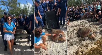 ¡De vuelta a casa! Timmy, la tortuga que regresó al Atlántico tras ser rehabilitada en EU
