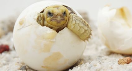 Nace tortuga albina en campamento tortuguero de Catemaco y cautiva a los visitantes de Veracruz