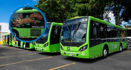 ¿Cuáles son las nuevas rutas de RTP Las Ardillas y en qué horario?