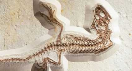 ¡Parecía un monstruo! Hallan Mastodonsaurus de 240 millones de años y casi 6 metros